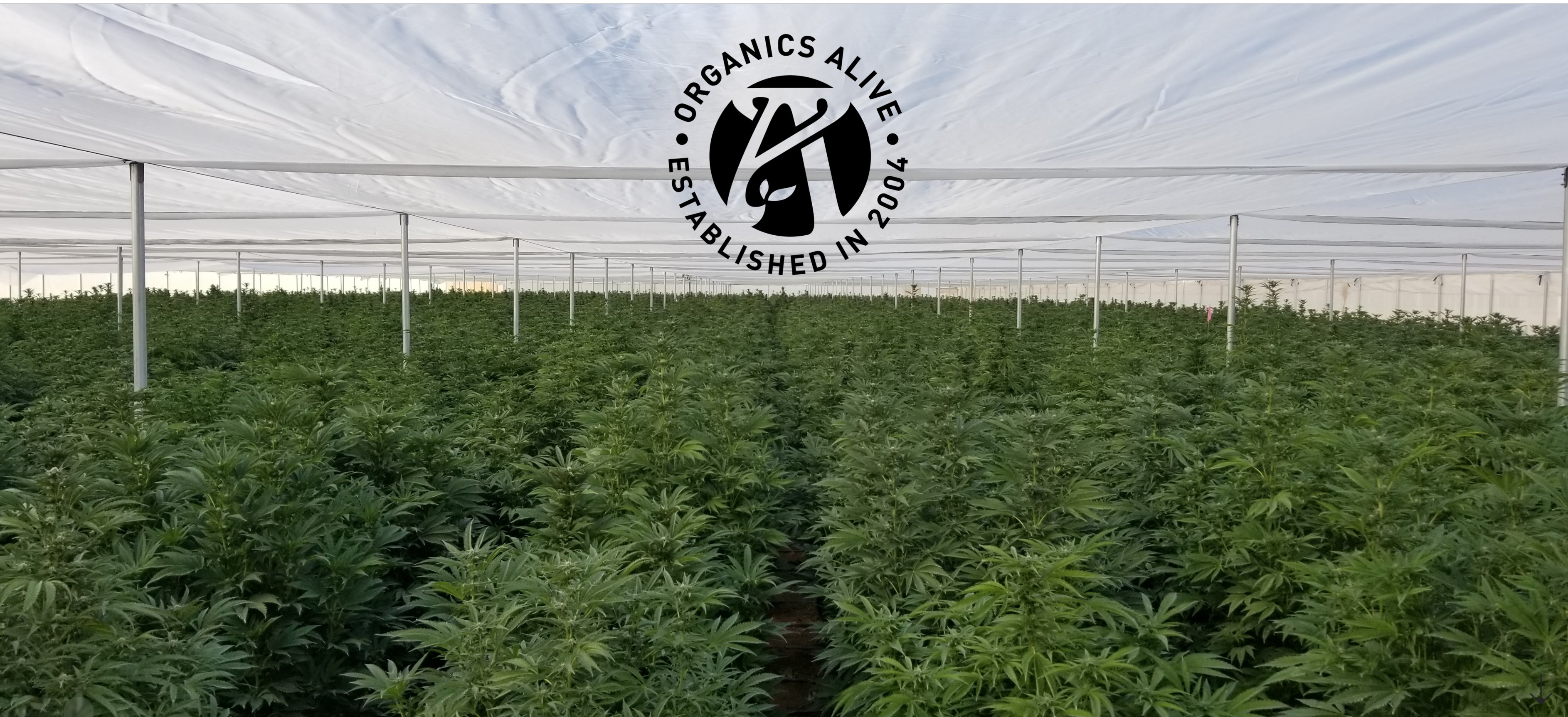 Organics Alive — Carbon-Based Organic Fertilizers | No Salts, No